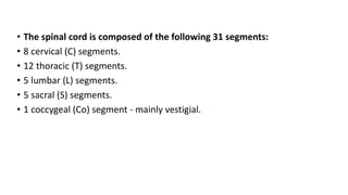 • The spinal cord is composed of the following 31 segments:
• 8 cervical (C) segments.
• 12 thoracic (T) segments.
• 5 lumbar (L) segments.
• 5 sacral (S) segments.
• 1 coccygeal (Co) segment - mainly vestigial.
 