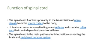 Function of spinal cord
• The spinal cord functions primarily in the transmission of nerve
signals from the motor cortex to the body,
• It is also a center for coordinating many reflexes and contains reflex
arcs that can independently control reflexes
• The spinal cord is the main pathway for information connecting the
brain and peripheral nervous system
 
