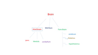 Brain
Hind brain
pons
Medulla cerebellum
Mid Brain
Fore Brain
cerebrum
thalamus
hypothalamus
 