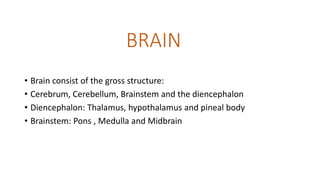 BRAIN
• Brain consist of the gross structure:
• Cerebrum, Cerebellum, Brainstem and the diencephalon
• Diencephalon: Thalamus, hypothalamus and pineal body
• Brainstem: Pons , Medulla and Midbrain
 