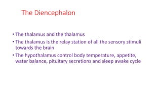 The Diencephalon
• The thalamus and the thalamus
• The thalamus is the relay station of all the sensory stimuli
towards the brain
• The hypothalamus control body temperature, appetite,
water balance, pituitary secretions and sleep awake cycle
 