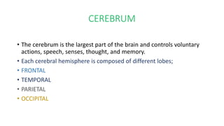 CEREBRUM
• The cerebrum is the largest part of the brain and controls voluntary
actions, speech, senses, thought, and memory.
• Each cerebral hemisphere is composed of different lobes;
• FRONTAL
• TEMPORAL
• PARIETAL
• OCCIPITAL
 