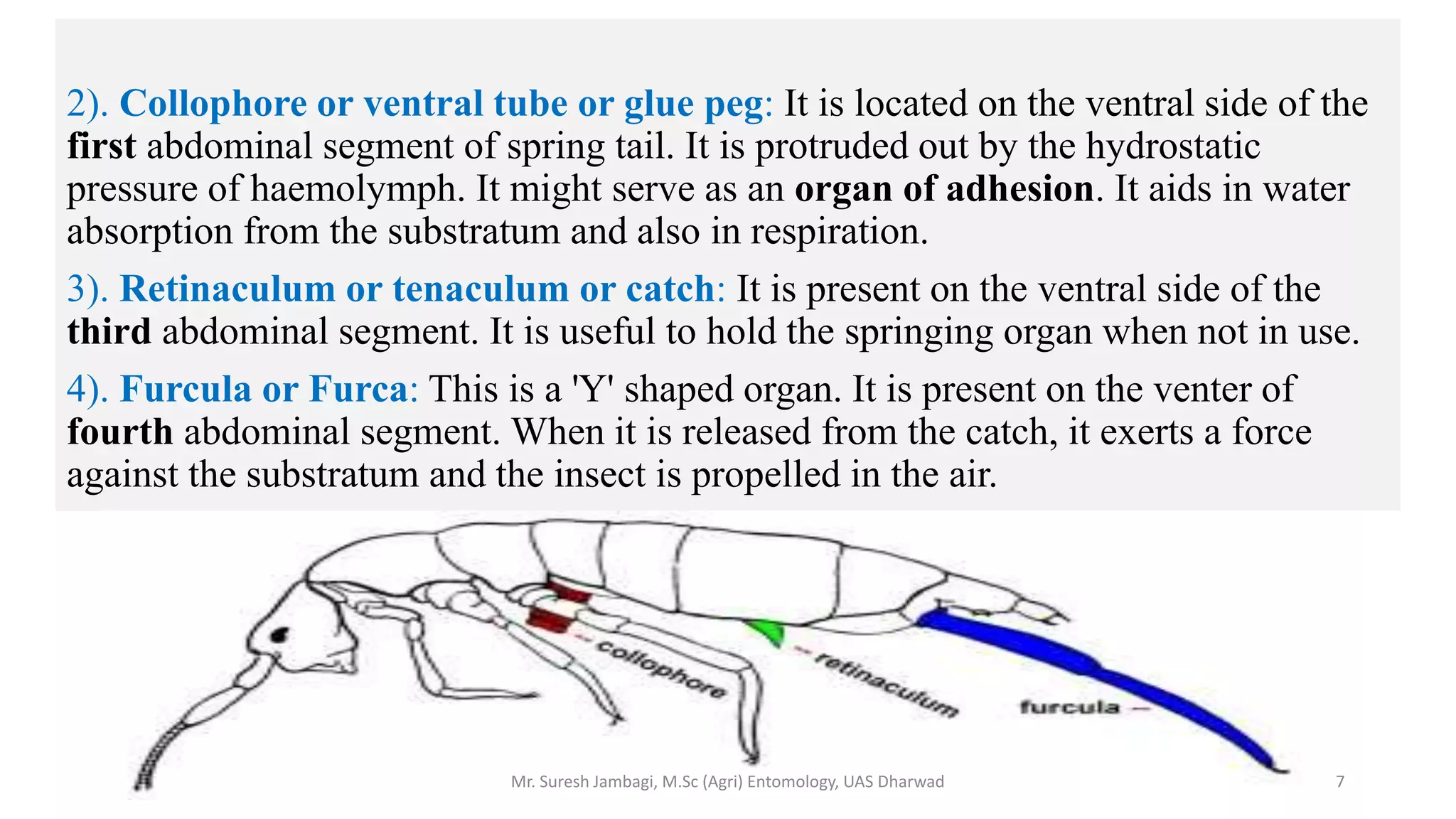 2). Collophore or ventral tube or glue peg: It is located on the ventral side of the
first abdominal segment of spring tail. It is protruded out by the hydrostatic
pressure of haemolymph. It might serve as an organ of adhesion. It aids in water
absorption from the substratum and also in respiration.
3). Retinaculum or tenaculum or catch: It is present on the ventral side of the
third abdominal segment. It is useful to hold the springing organ when not in use.
4). Furcula or Furca: This is a 'Y' shaped organ. It is present on the venter of
fourth abdominal segment. When it is released from the catch, it exerts a force
against the substratum and the insect is propelled in the air.
Mr. Suresh Jambagi, M.Sc (Agri) Entomology, UAS Dharwad 7
 
