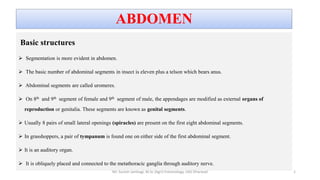Insect abdomen and its appendages | PPTX