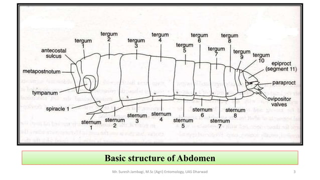 Insect Abdomen And Its Appendages