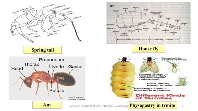 Insect Abdomen And Its Appendages