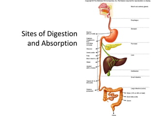 Sites of Digestion
and Absorption
 