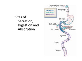 Sites of
Secretion,
Digestion and
Absorption
 