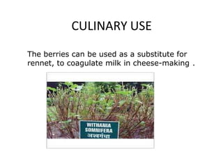 CULINARY USE
The berries can be used as a substitute for
rennet, to coagulate milk in cheese-making .
 