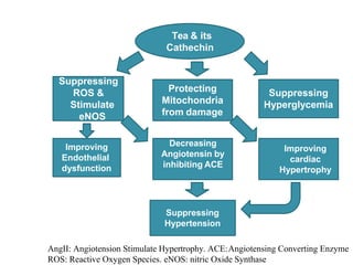 Tea & its
Cathechin
Suppressing
ROS &
Stimulate
eNOS
Improving
cardiac
Hypertrophy
Protecting
Mitochondria
from damage
Suppressing
Hyperglycemia
Improving
Endothelial
dysfunction
Decreasing
Angiotensin by
inhibiting ACE
Suppressing
Hypertension
AngII: Angiotension Stimulate Hypertrophy. ACE:Angiotensing Converting Enzyme
ROS: Reactive Oxygen Species. eNOS: nitric Oxide Synthase
 