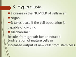 3. Hyperplasia:
Increase in the NUMBER of cells in an
organ
It takes place if the cell population is
capable of dividing
Mechanism :
Results from growth factor induced
proliferation of mature cells or
Increased output of new cells from stem cells.
 