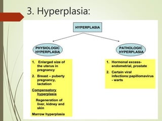 3. Hyperplasia:
 