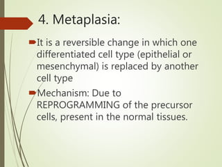 4. Metaplasia:
It is a reversible change in which one
differentiated cell type (epithelial or
mesenchymal) is replaced by another
cell type
Mechanism: Due to
REPROGRAMMING of the precursor
cells, present in the normal tissues.
 