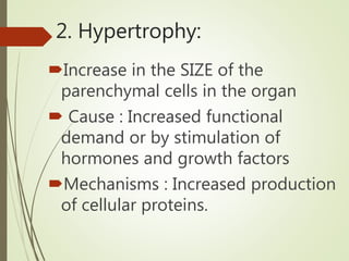 2. Hypertrophy:
Increase in the SIZE of the
parenchymal cells in the organ
 Cause : Increased functional
demand or by stimulation of
hormones and growth factors
Mechanisms : Increased production
of cellular proteins.
 