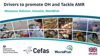 Drivers to promote OH and Tackle AMR
Meezanur Rahman, Scientist, WorldFish
 