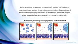 Osteoclastogenesis is the result of differentiation of mononuclear/macrophage
progenitor cells and fusion of these cells to become osteoclasts. The commitment of
these cells to become osteoclasts depends on the activation of the RANK receptors
on the surface of RANKL, that is produced by stroma cells and osteoblast
Mononuclear/macrophage cells aggregate, fuse, and form osteoclast.
 