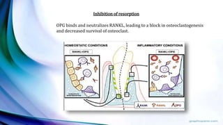 Inhibition of resorption
OPG binds and neutralizes RANKL, leading to a block in osteoclastogenesis
and decreased survival of osteoclast.
 