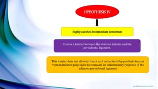 HYPOTHESIS IV
Highly calcified intermediate cementum
Creates a barrier between the dentinal tubules and the
periodontal ligament.
This barrier does not allow irritants such as bacterial by-products to pass
from an infected pulp space to stimulate an inflammatory response in the
adjacent periodontal ligament
 