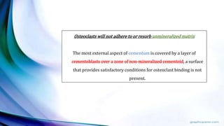 Osteoclasts will not adhere to or resorb unmineralized matrix
The most external aspect of cementum is covered by a layer of
cementoblasts over a zone of non-mineralized cementoid, a surface
that provides satisfactory conditions for osteoclast binding is not
present.
 