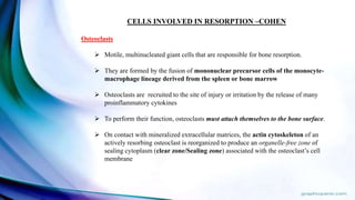 CELLS INVOLVED IN RESORPTION –COHEN
Osteoclasts
 Motile, multinucleated giant cells that are responsible for bone resorption.
 They are formed by the fusion of mononuclear precursor cells of the monocyte-
macrophage lineage derived from the spleen or bone marrow
 Osteoclasts are recruited to the site of injury or irritation by the release of many
proinflammatory cytokines
 To perform their function, osteoclasts must attach themselves to the bone surface.
 On contact with mineralized extracellular matrices, the actin cytoskeleton of an
actively resorbing osteoclast is reorganized to produce an organelle-free zone of
sealing cytoplasm (clear zone/Sealing zone) associated with the osteoclast’s cell
membrane
 