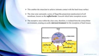  This enables the osteoclast to achieve intimate contact with the hard tissue surface
 The clear zone surrounds a series of fingerlike projections (podosomes) of cell
membrane, known as the ruffled border, beneath which bone resorption occurs
 The resorptive area within the clear zone, therefore, is isolated from the extracellular
environment, creating an acidic microenvironment for the resorption of hard tissues.
 