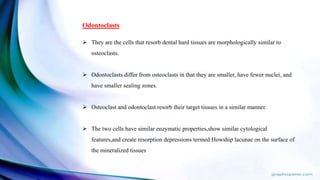 Odontoclasts
 They are the cells that resorb dental hard tissues are morphologically similar to
osteoclasts.
 Odontoclasts differ from osteoclasts in that they are smaller, have fewer nuclei, and
have smaller sealing zones.
 Osteoclast and odontoclast resorb their target tissues in a similar manner.
 The two cells have similar enzymatic properties,show similar cytological
features,and create resorption depressions termed Howship lacunae on the surface of
the mineralized tissues
 