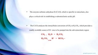 • The enzyme carbonic anhydrase II (CA II), which is specific to osteoclasts, also
plays a critical role in establishing a subosteoclastic acidic pH.
• The CA II catalyzes the intracellular conversion of CO2 to H2 CO3, which provides a
readily available source of H+ ions to be pumped into the sub-osteoclastic region
CO2 + H2 O = H2 CO3
H2 CO3 H+ + HCO3 –
 