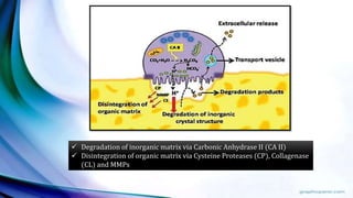  Degradation of inorganic matrix via Carbonic Anhydrase II (CA II)
 Disintegration of organic matrix via Cysteine Proteases (CP), Collagenase
(CL) and MMPs
 