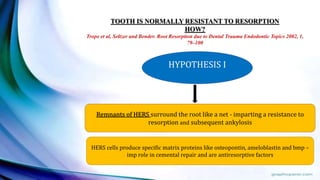TOOTH IS NORMALLY RESISTANT TO RESORPTION
HOW?
Trope et al, Seltzer and Bender. Root Resorption due to Dental Trauma Endodontic Topics 2002, 1,
79–100
Remnants of HERS surround the root like a net - imparting a resistance to
resorption and subsequent ankylosis
HYPOTHESIS I
HERS cells produce specific matrix proteins like osteopontin, ameloblastin and bmp –
imp role in cemental repair and are antiresorptive factors
 