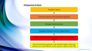 Traumatic injuries
Contusion injuries to the periodontal ligament
Damage to pericementum
Damaged cementum and bone phagocytosed
Expose underlying dentin & dentinal tubules to osteoclastic
activity
Toxins from bacteria present in the dentinal tubules and/or the
infected root canal diffused via the exposed tubules to the PDL
Pathogenesis (Cohen)
 