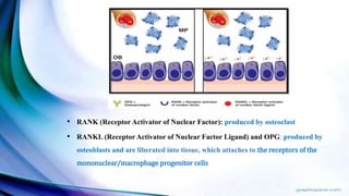 • RANK (Receptor Activator of Nuclear Factor): produced by osteoclast
• RANKL (Receptor Activator of Nuclear Factor Ligand) and OPG: produced by
osteoblasts and are liberated into tissue, which attaches to the receptors of the
mononuclear/macrophage progenitor cells
 