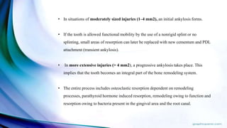 • In situations of moderately sized injuries (1–4 mm2), an initial ankylosis forms.
• If the tooth is allowed functional mobility by the use of a nonrigid splint or no
splinting, small areas of resorption can later be replaced with new cementum and PDL
attachment (transient ankylosis).
• In more extensive injuries (> 4 mm2), a progressive ankylosis takes place. This
implies that the tooth becomes an integral part of the bone remodeling system.
• The entire process includes osteoclastic resorption dependent on remodeling
processes, parathyroid hormone induced resorption, remodeling owing to function and
resorption owing to bacteria present in the gingival area and the root canal.
 