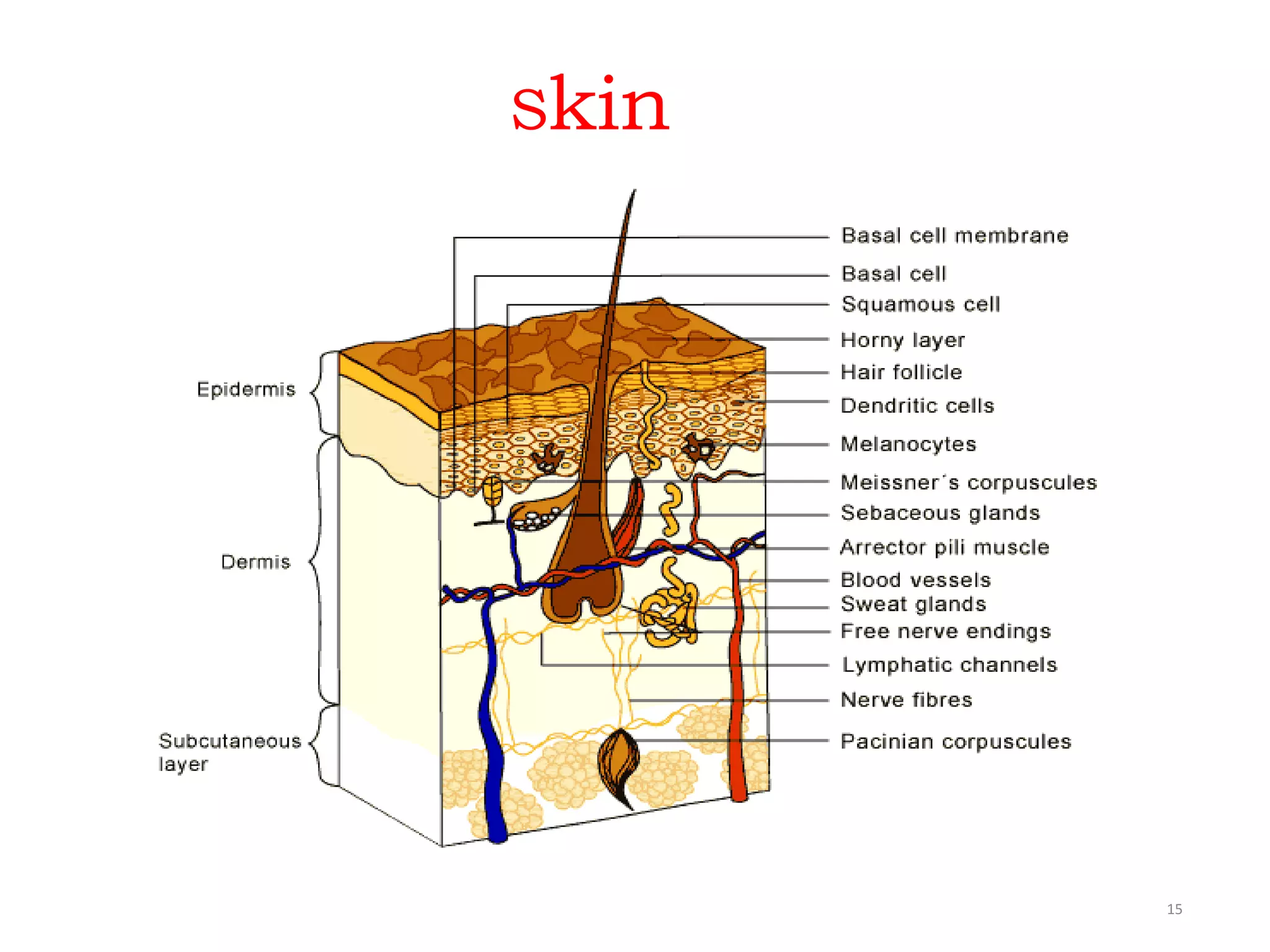 Skin
15
 
