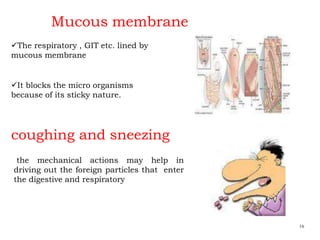 Mucous membrane
16
The respiratory , GIT etc. lined by
mucous membrane
It blocks the micro organisms
because of its sticky nature.
coughing and sneezing
the mechanical actions may help in
driving out the foreign particles that enter
the digestive and respiratory
 