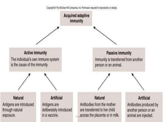 Classes Of Immunity