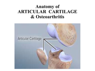 Anatomy of
ARTICULAR CARTILAGE
& Osteoarthritis
 
