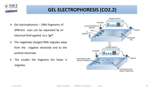  Gel electrophoresis – DNA fragments of
different sizes can be separated by an
electrical field applied to a “gel”.
 The negatively charged DNA migrates away
from the negative electrode and to the
positive electrode.
 The smaller the fragment the faster it
migrates.
2 July 2021 Abhijit Debnath BP605T and Biotech Unit-2 16
GEL ELECTROPHORESIS (CO2.2)
 