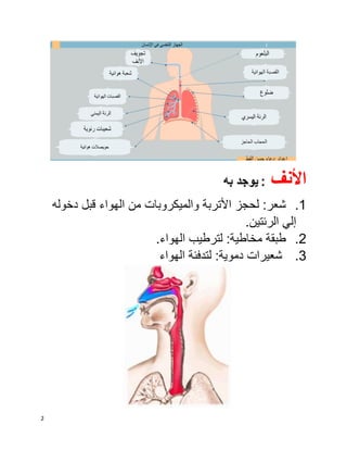 الجهاز التنفسي في الإنسان