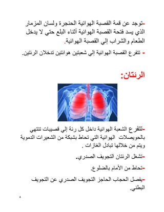 الجهاز التنفسي في الإنسان