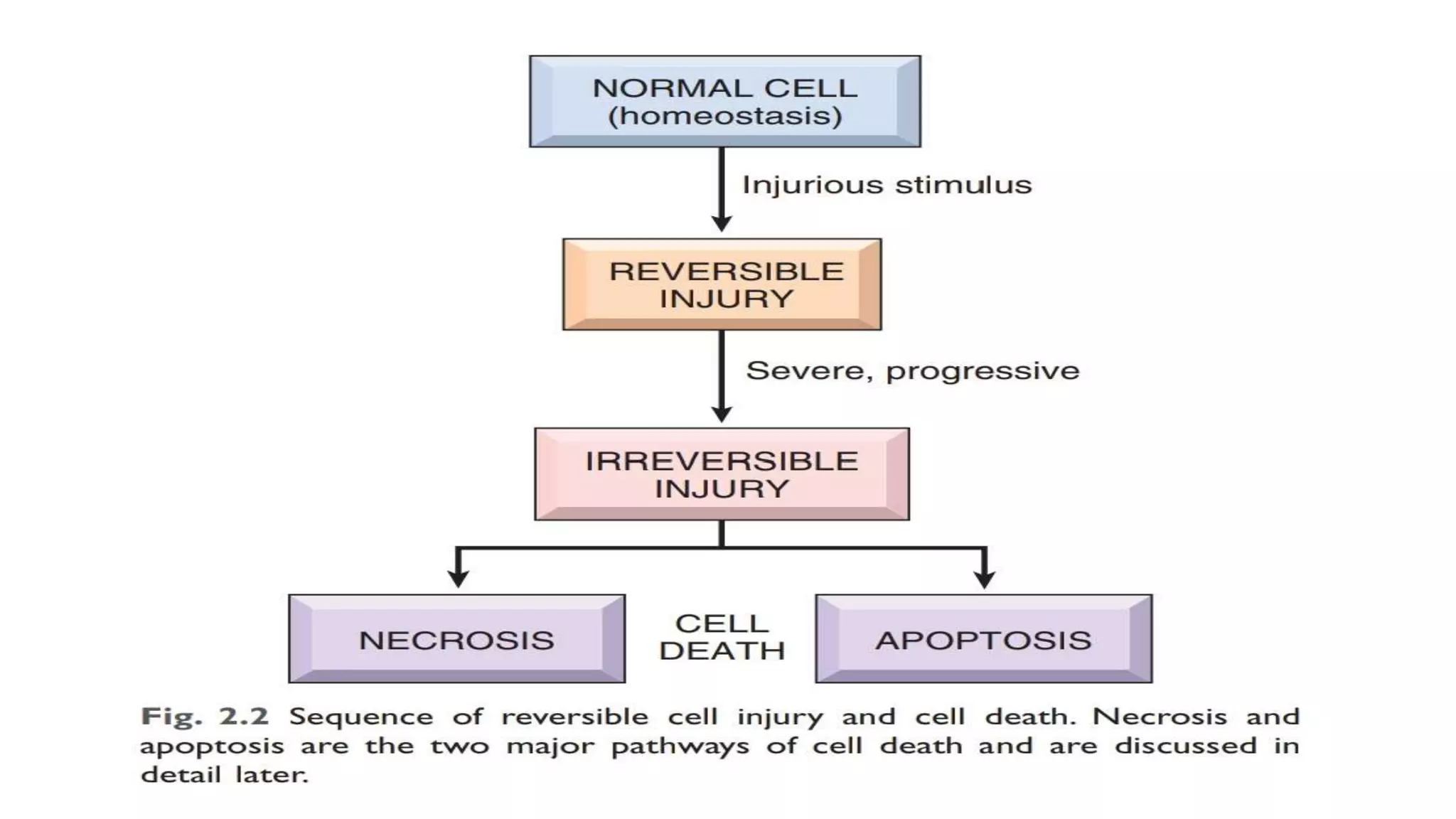 2. cell injury and cell death | PPT