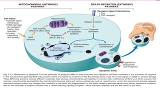 2. cell injury and cell death | PPTX