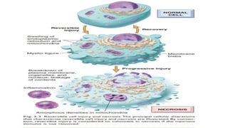 2. cell injury and cell death | PPTX