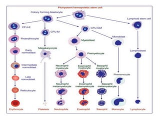 2.RBCs and erythropoiesis | PPT