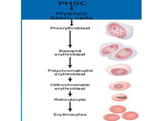 2.RBCs and erythropoiesis | PPT