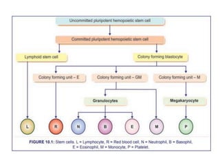 2.RBCs and erythropoiesis | PPT