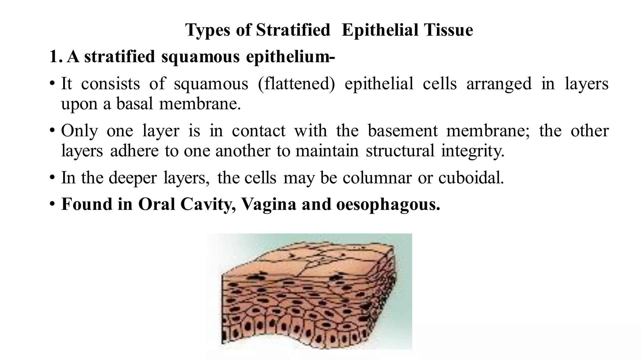 Types of Stratified Epithelial Tissue
1. A stratified squamous epithelium-
• It consists of squamous (flattened) epithelial cells arranged in layers
upon a basal membrane.
• Only one layer is in contact with the basement membrane; the other
layers adhere to one another to maintain structural integrity.
• In the deeper layers, the cells may be columnar or cuboidal.
• Found in Oral Cavity, Vagina and oesophagous.
 