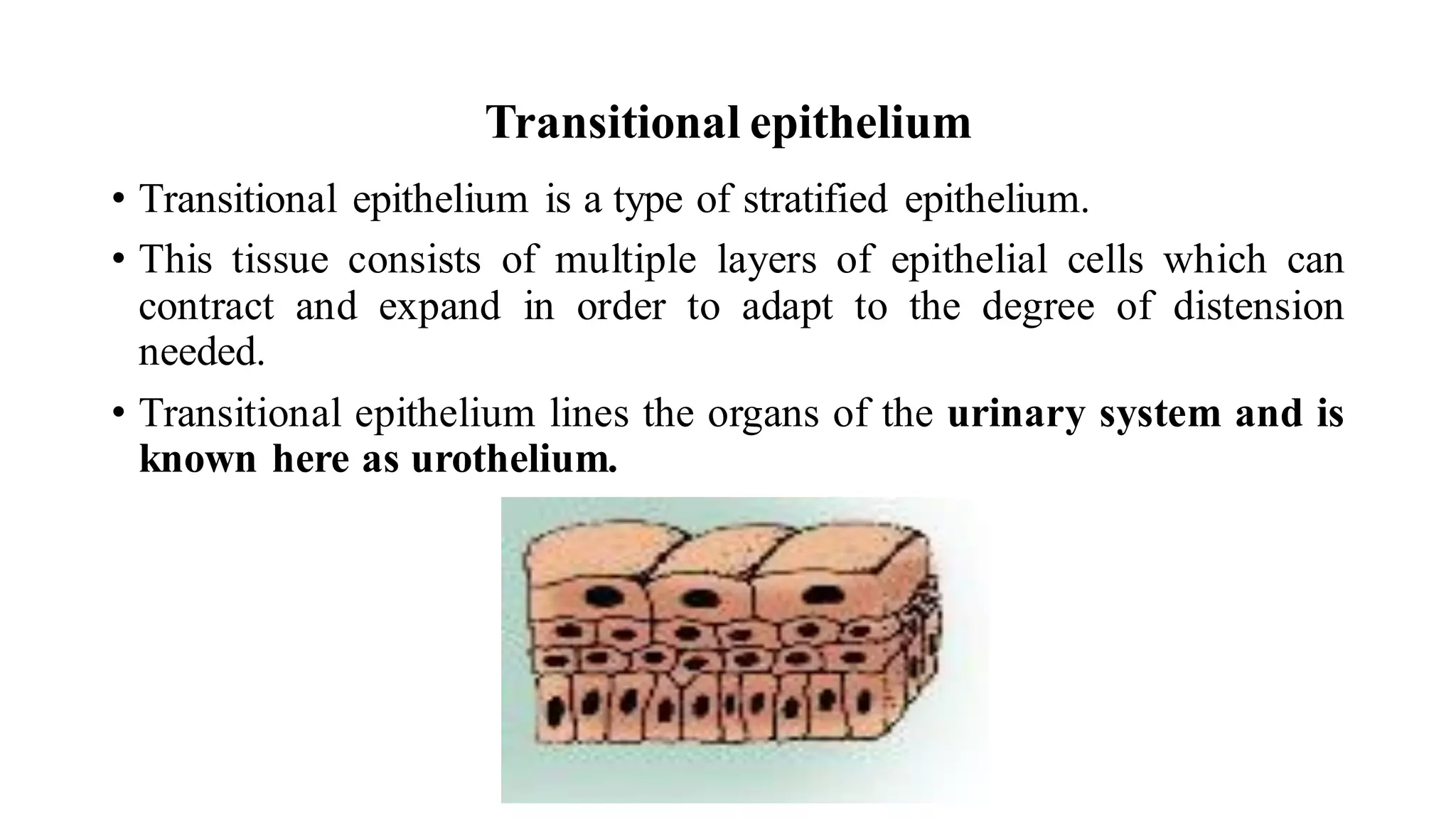 Transitional epithelium
• Transitional epithelium is a type of stratified epithelium.
• This tissue consists of multiple layers of epithelial cells which can
contract and expand in order to adapt to the degree of distension
needed.
• Transitional epithelium lines the organs of the urinary system and is
known here as urothelium.
 