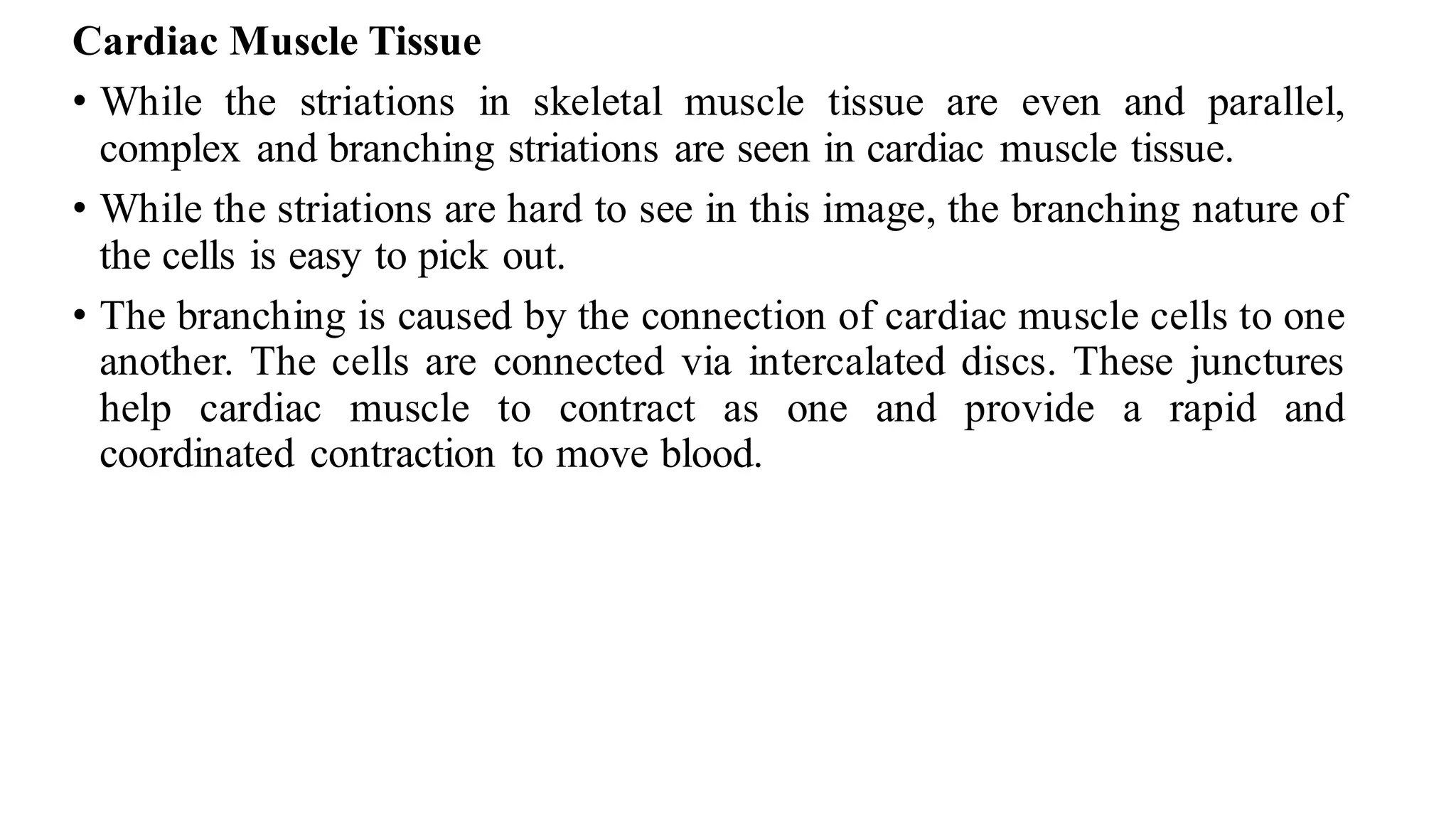 Cardiac Muscle Tissue
• While the striations in skeletal muscle tissue are even and parallel,
complex and branching striations are seen in cardiac muscle tissue.
• While the striations are hard to see in this image, the branching nature of
the cells is easy to pick out.
• The branching is caused by the connection of cardiac muscle cells to one
another. The cells are connected via intercalated discs. These junctures
help cardiac muscle to contract as one and provide a rapid and
coordinated contraction to move blood.
 