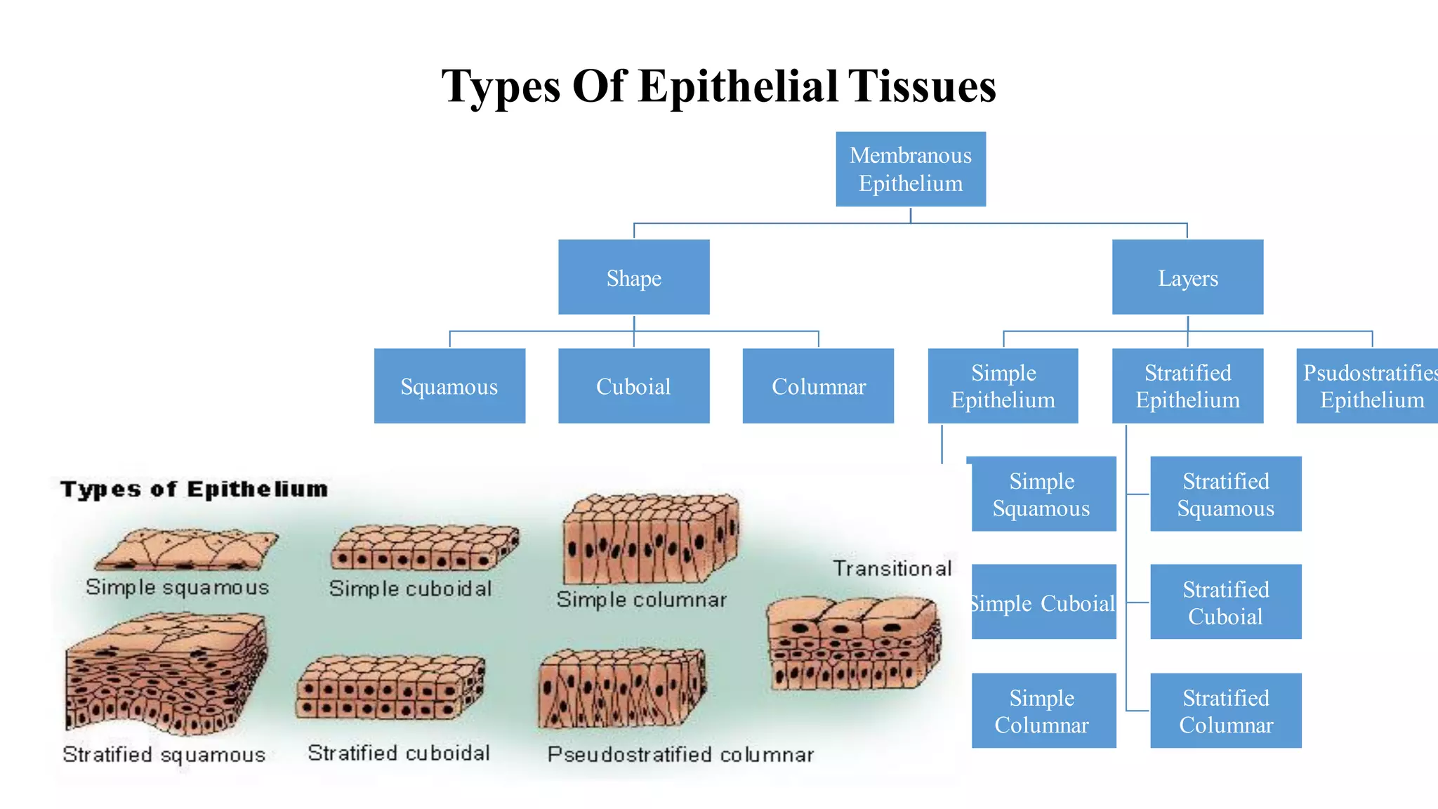 Types Of Epithelial Tissues
Membranous
Epithelium
Shape
Squamous Cuboial Columnar
Layers
Simple
Epithelium
Simple
Squamous
Simple Cuboial
Simple
Columnar
Stratified
Epithelium
Stratified
Squamous
Stratified
Cuboial
Stratified
Columnar
Psudostratifies
Epithelium
 