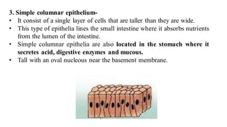 3. Simple columnar epithelium-
• It consist of a single layer of cells that are taller than they are wide.
• This type of epithelia lines the small intestine where it absorbs nutrients
from the lumen of the intestine.
• Simple columnar epithelia are also located in the stomach where it
secretes acid, digestive enzymes and mucous.
• Tall with an oval nucleous near the basement membrane.
 